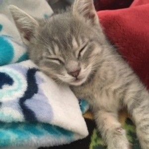 Meet your Posher, Giselle